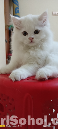 Persian Cat